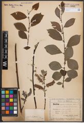 Foto von Salix caprea L. x Salix silesiaca Willd.